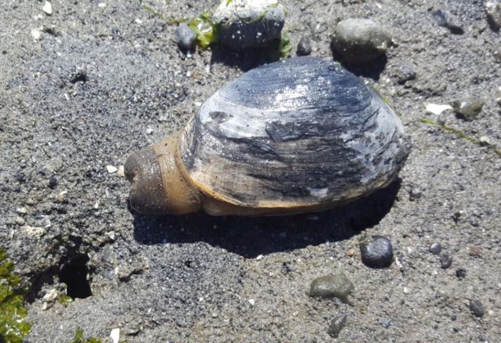 Contagious Cancer Devastating West Coast Clams for the First Time