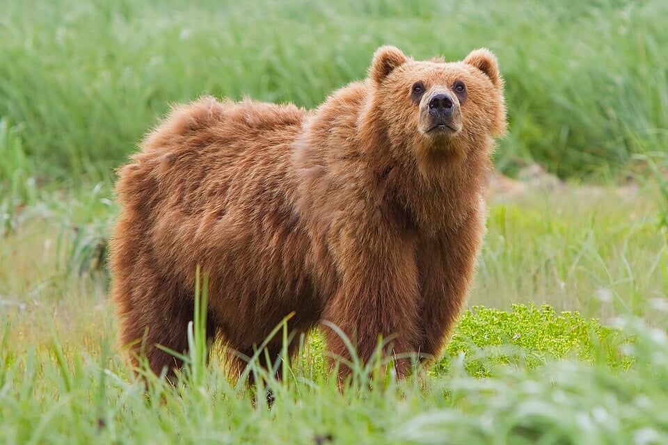 Yellowstone Tourists Filmed Running Toward Grizzly Bear And Her Cubs